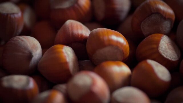 Fresh hazelnuts in shell as a raw ingredient for the food industry. Smooth camera movement over the nuts in wide and macro views. Base for chocolate, pastry and confectionery production