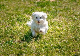 cagnolino bianco maltese © Stefania Loriga