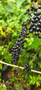 Hill Glory Bower, or Kelat Layu, native wild fruit often found. Fruits are oval or oblong in shape and turn deep, almost blackish-purple when fully ripe. Resembling small bunches of grapes.
