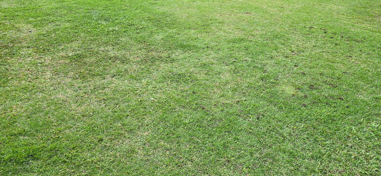The lawn (consisting of Zoysia matrella or Japanese lawn grass) has begun to turn yellow and dry out in some areas, patches of bare soil appearing. Density of grass is uneven, some of grass turn brown