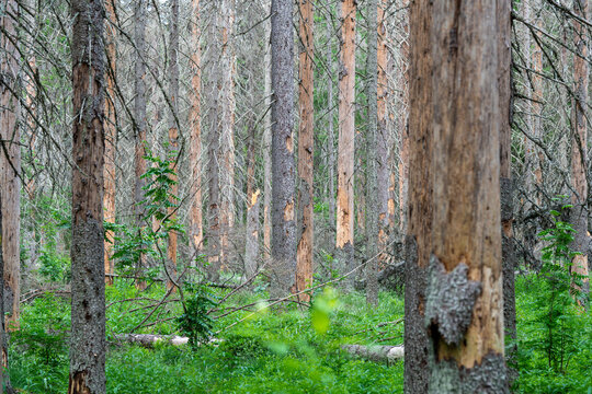 Dead and dying spruce trees fill woodland after large Ips typographus outbreak. Bark beetle infestation causes widespread tree mortality, ecosystem disruption and declining commercial timber quality.