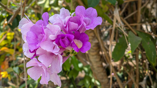 purple flowers in the garden