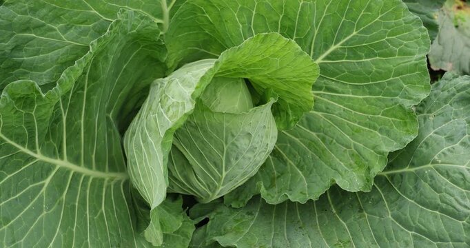 Green cabbage in growth at vegetable garden