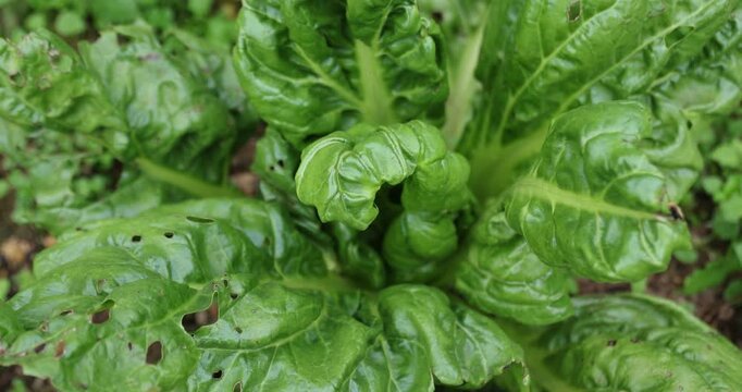 Swiss chard grow in vegetable garden