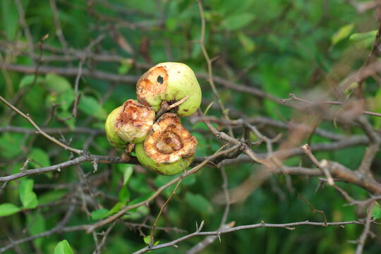 枝に残された鳥の食痕がある果実 自然界の生命の営みと循環を物語るクローズアップ