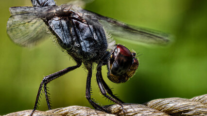Dragonfly Perched on Green Plant in Natural Garden Habitat © Lahirusampath