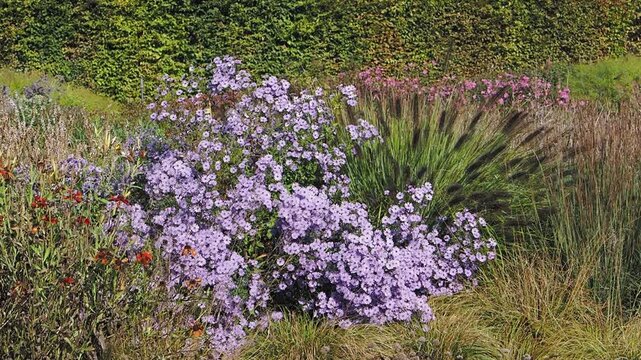 Aster symphyotrichum 'Little Carlow' or Blue wood asters in aerial clusters on thin stems above dark green foliage as attractive landscaping plant in border garden