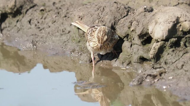 Corn bunting (Emberiza calandra) juvenile drinking and bathing in a rain puddle