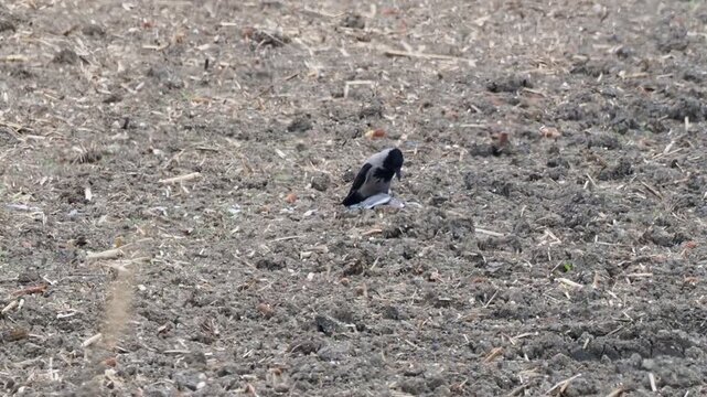 Hooded crow (Corvus cornix) attacking a European collared dove (Streptopelia decaocto)