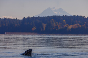 Whale Fin © Anthony