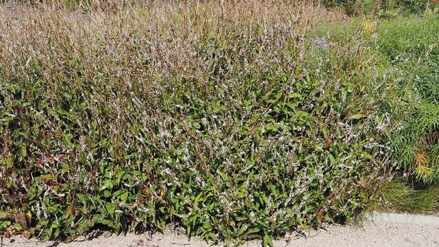 Bistorta amplexicaulis 'Alba' | White-flowered red bistort - White eastfield bistort - White mountain fleece. Decorative narrow spikes of tiny, bell-shaped, white flowers above green foliage