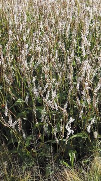 Bistorta amplexicaulis  Alba' - White-flowered red bistorts forming clumps of ovate to lance-shaped, pointed dark green leaves and long-stalked, narrow spikes of tiny, bell-shaped, white flowers
