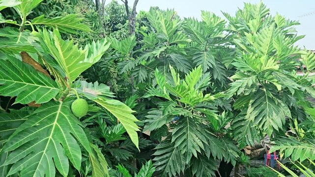 A breadfruit tree tip with lush green leaves and fruit