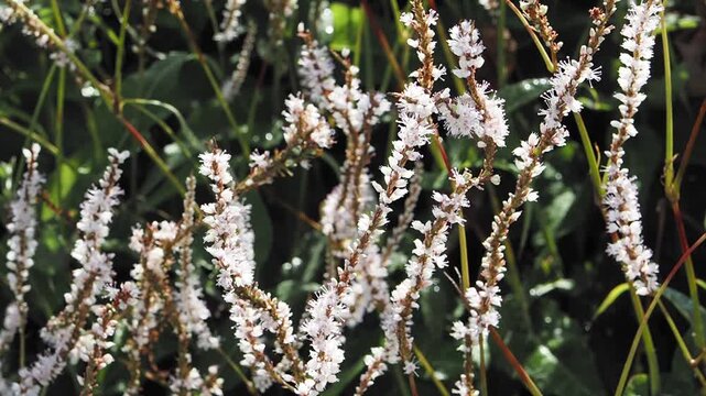  (Bistorta amplexicaulis  Alba') Close-up of upright spikes of small white flowers of white knotweed or white-flowered red bistorts