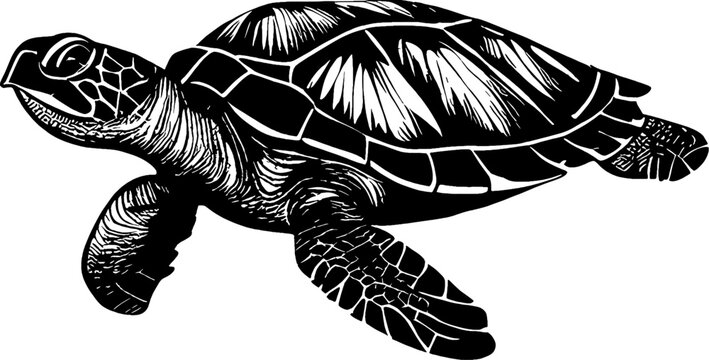 turtle vector illustration