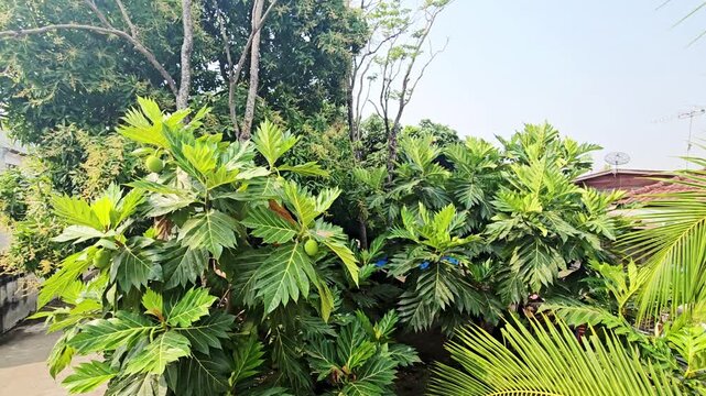 A breadfruit tree tip with lush green leaves and fruit