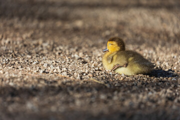 Tiny yellow duckling sleeping peacefully on gravel path in warm sunlit outdoors © Roman Bjuty