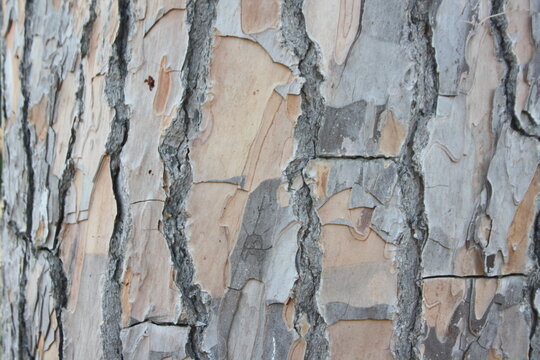 tree bark texture