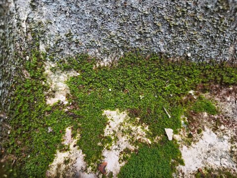 Vibrant moss blankets stone surface. Soft green textures contrast rough grey rock. White patches hint at weathering or soil. Nature's quiet persistence grows resiliently. Ideal for ecological
