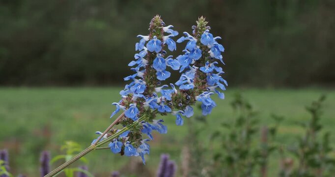 Salvia uliginosa | Bog sage - Bog salvia - Airy blue flower spires - Uliginous sage. Graceful clusters of sky-blue flowers floating above horizontal slender stems