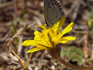 Spotted Blue Butterfly Macro on Yellow Flower © AquaJewels