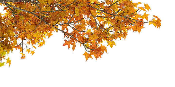 Autumn maple tree branches hanging from top border isolated on transparent background