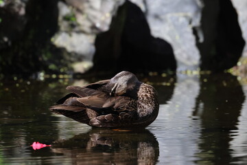 pacific black duck © Thomas
