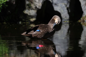 pacific black duck © Thomas