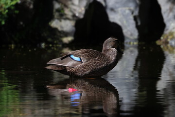 pacific black duck © Thomas