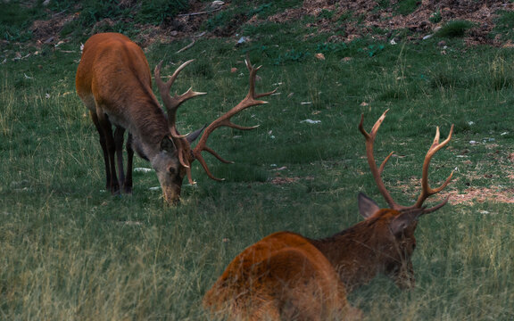 Cervo nobile (Cervus elaphus) fotografato nel Parco Naturale Paneveggio &ndash; Pale di San Martino, in Trentino, nel cuore delle Dolomiti italiane.