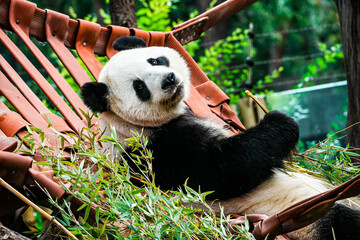 A giant panda reclines in a reddish hammock while eating fresh bamboo. Its distinctive black and white fur, relaxed posture and expressive face contrast with the green foliage, creating a charming wil © Javier Paredes