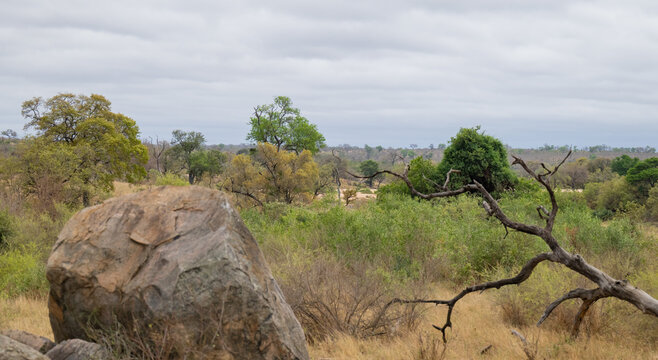 Landschaftsfoto, weite Savannenlandschaft im Kruger Nationalpark mit trockenem Gras, vereinzelten B&uuml;schen und markanten B&auml;umen vor einer leicht bew&ouml;lkten Himmelkulisse