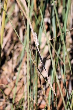 Heliotrope Moth (Utetheisa pulchelloides) resting on grass tree leaf, South Australia