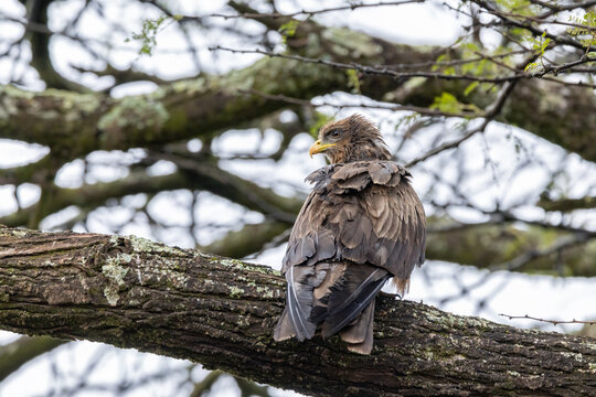 A yellow-billed kite, Milvus aegyptius, perched in a tree in Nairobi National Park, Kenya. A medium sized migratory bird of prey endemic to sub-saharan Africa