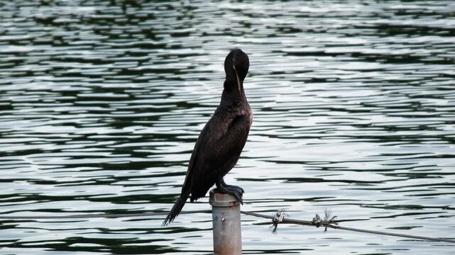 水辺の杭の上で羽繕いをするカワウのゆったりとした姿
