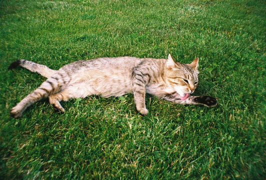 A tabby cat sprawls lazily across bright green grass