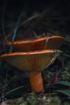 Due funghi selvatici arancioni crescono tra muschio e vegetazione nel sottobosco delle Dolomiti, immersi in un&rsquo;atmosfera suggestiva, con luce naturale soffusa e sfondo sfocato.