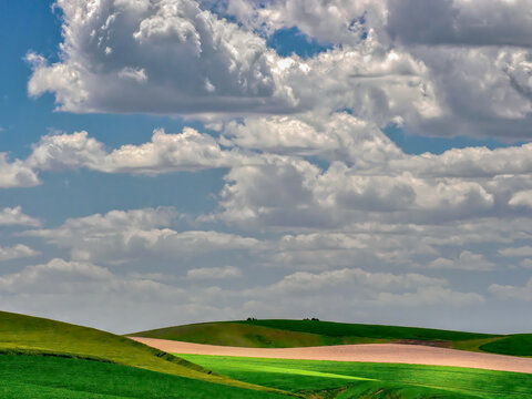 Wheat Fields in the Palouse Area of Eastern Washington