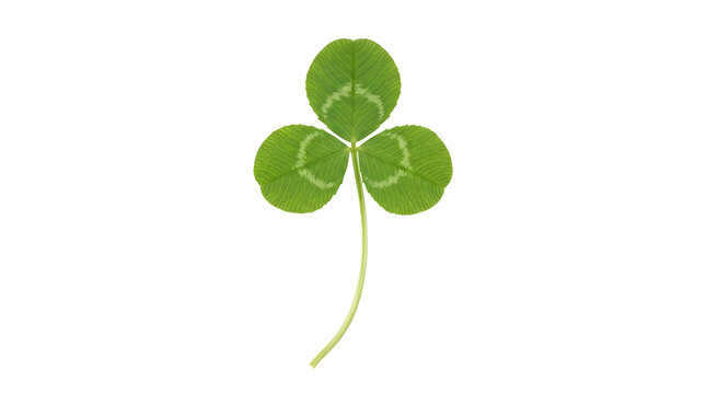 Fresh green clover leaf with three lobes