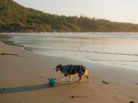 Australian shepherd plays on the beach with the ball