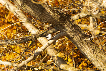 Long-Tailed Tit Perched on Tree Branch in Autumn Foliage © Andrey