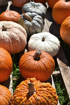Gourds for Sale at Autumn Festival