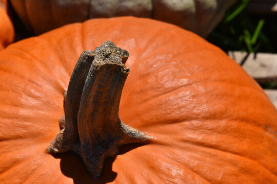 Pumpkin and Stem