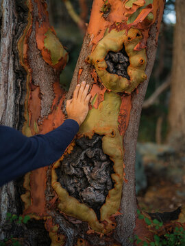 A person touches peeling bark of arbutus tree trunk