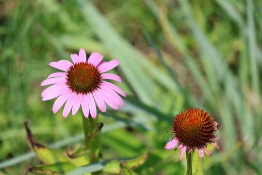 A solitary purple coneflower on a sunny day, next to a bare flowerhead stripped of its petals.