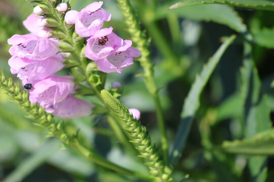 A cluster of pink flower heads on an Obedient Plant being pollinated by bees.