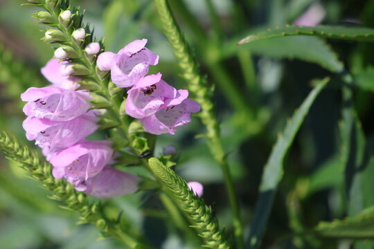 A cluster of pink flower heads on an Obedient Plant being pollinated by bees.