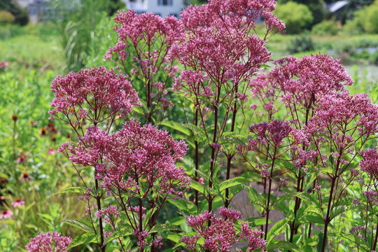 A flower bed of Spotted Joe-Pye weed in a meadow on a bright summer day.