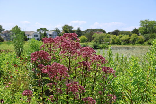 A flower bed of Spotted Joe-Pye weed in a meadow on a bright summer day.