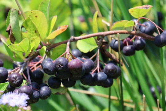 A cluster of fresh black chokeberries growing in a summer garden.
